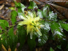 Passiflora leptopoda