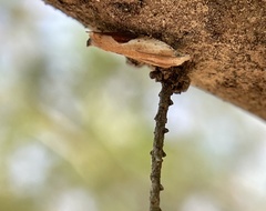 Pseudexentera costomaculana