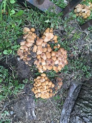 Coprinellus micaceus