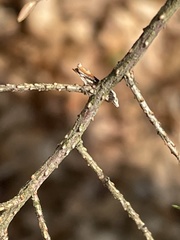 Pseudexentera costomaculana