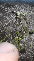 Spermolepis divaricata