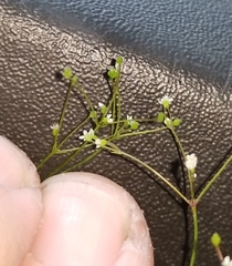 Spermolepis divaricata