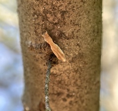 Pseudexentera costomaculana