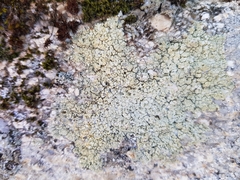 Pertusaria flavicans