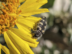 Acmaeodera hepburnii