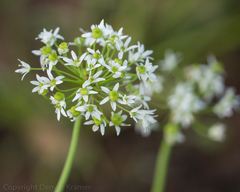 Allium fraseri