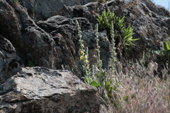 Verbascum rotundifolium