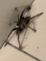 Selenocosmiinae