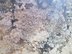 Lecanora subcarnea