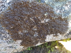 Xanthoparmelia pulla