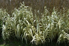 Arundo donax versicolor