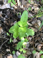 Spigelia hedyotidea