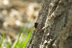Criorhina ranunculi