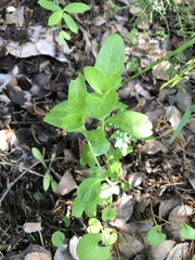 Spigelia hedyotidea