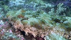 Orectolobus halei