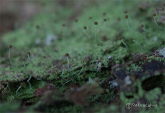 Chaenotheca furfuracea