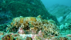 Orectolobus halei