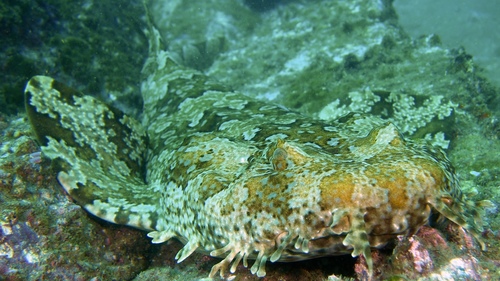 Orectolobus halei