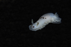 Dendrodoris nigromaculata