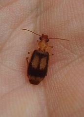 Trigonothops pacifica