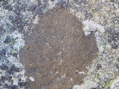 Protoparmelia montagnei