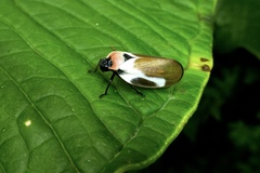 Sphenorhina quadrifera