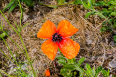 Papaver apulum