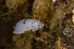 Dendrodoris nigromaculata