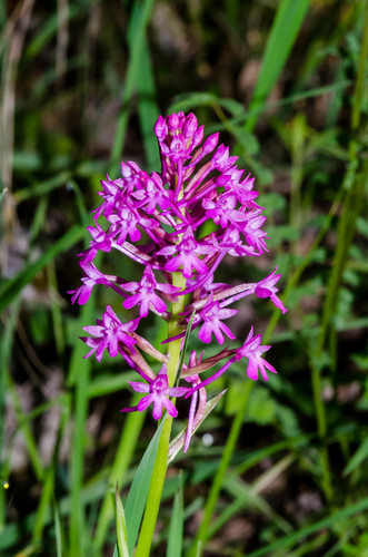 Early Pyramidal Orchid (Anacamptis berica)