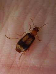 Trigonothops pacifica