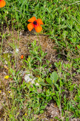 Papaver apulum