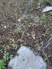 Nemastylis geminiflora