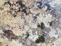 Lepraria membranacea