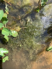 Najas guadalupensis