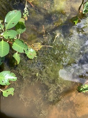Najas guadalupensis