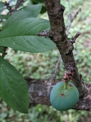 Prunus