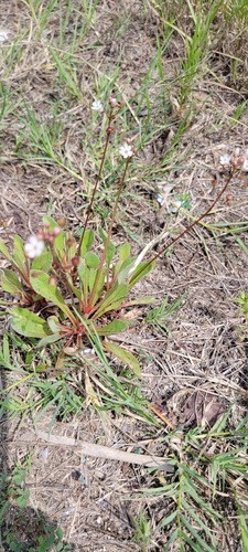 Limewater brookweed (Samolus ebracteatus)