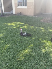 Cairina moschata domestica