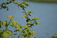 Setophaga coronata coronata
