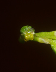 Microtis oligantha