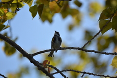 Setophaga coronata coronata