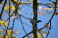 Setophaga coronata coronata
