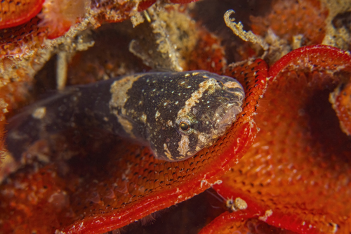 California clingfish (Gobiesox rhessodon) — Gobiesocidae