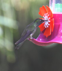 Thalurania glaucopis