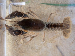 Procambarus rogersi
