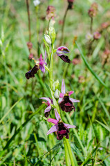 Ophrys bertolonii benacensis