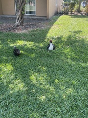 Cairina moschata domestica