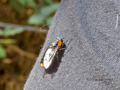 Osca lata