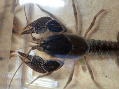 Procambarus rogersi