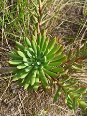 Echeveria quitensis